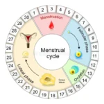 menstrual-cycle-diagram-fertility-window-hormonal-regulation-follicular-phase-to-ovulation-luteal-menstruation-vector-338466341