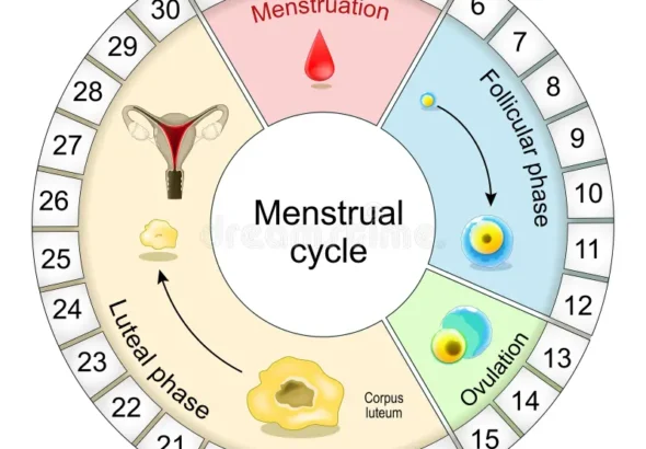 menstrual-cycle-diagram-fertility-window-hormonal-regulation-follicular-phase-to-ovulation-luteal-menstruation-vector-338466341