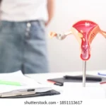 model-female-reproductive-system-background-260nw-1851113617