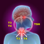 3d illustration of the thyroid gland and pituitary gland part of the endocrine system