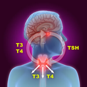 3d illustration of the thyroid gland and pituitary gland part of the endocrine system