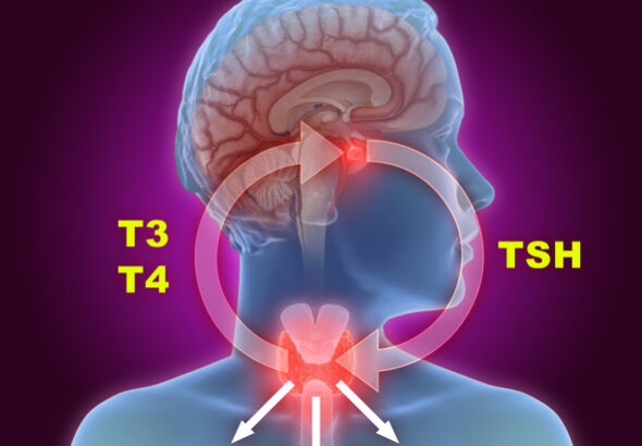 3d illustration of the thyroid gland and pituitary gland part of the endocrine system